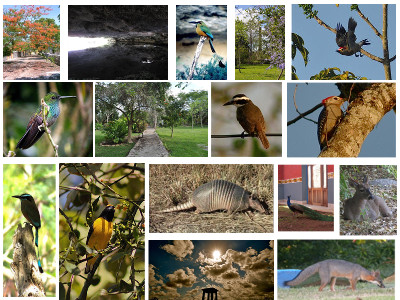 Aves