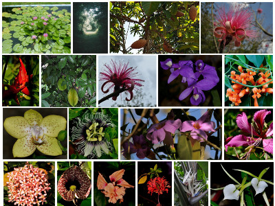 Flora
